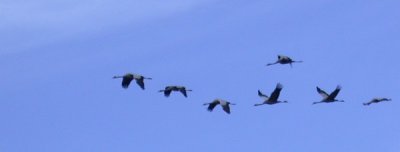 gru-grues0651.jpg