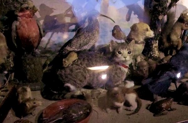 2017 08 11 Dioramas, Palais de Tokyo.mp4_snapshot_01.40_[2018.03.28_16.39.48].jpg