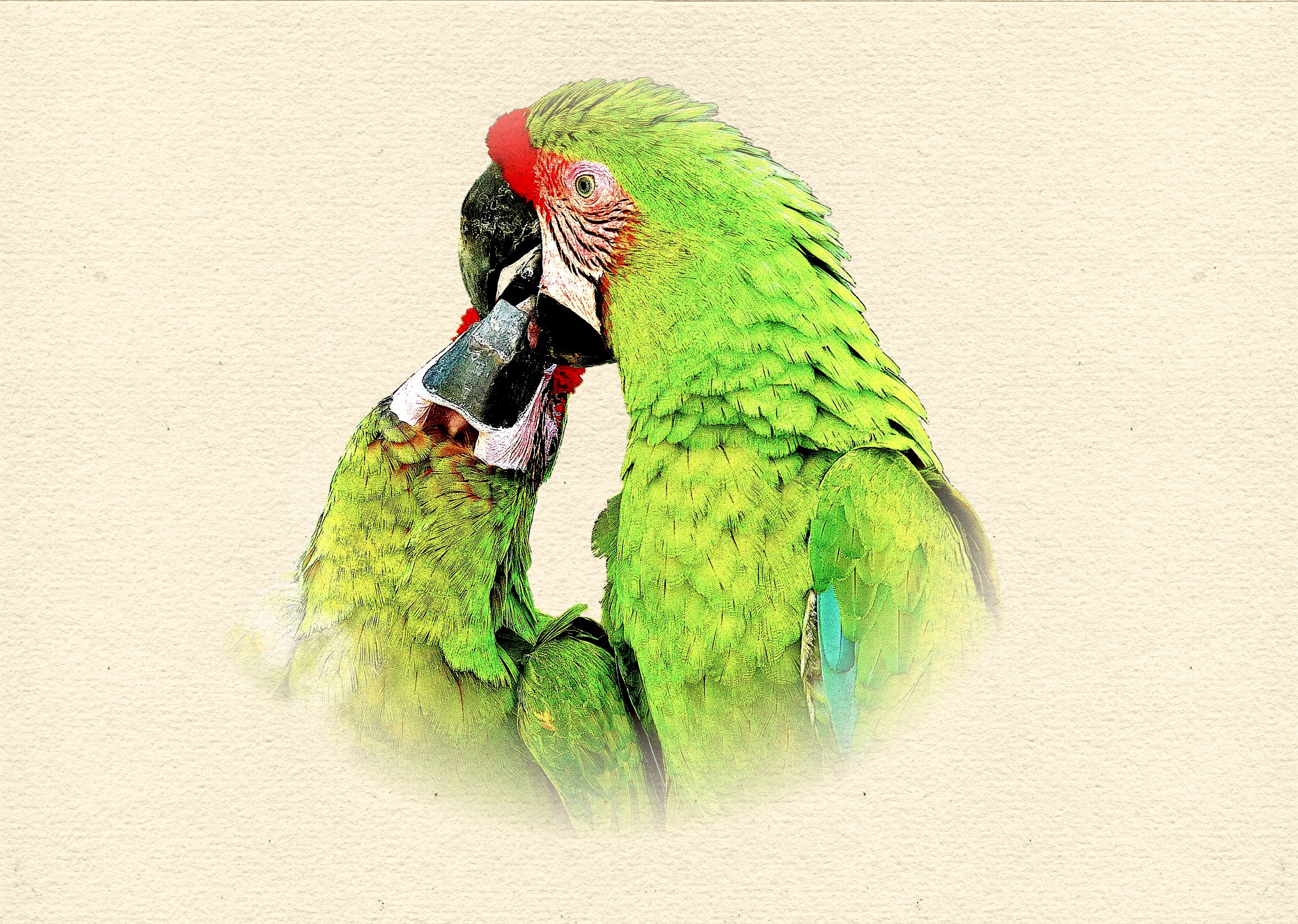 Aras papier dessin.jpg