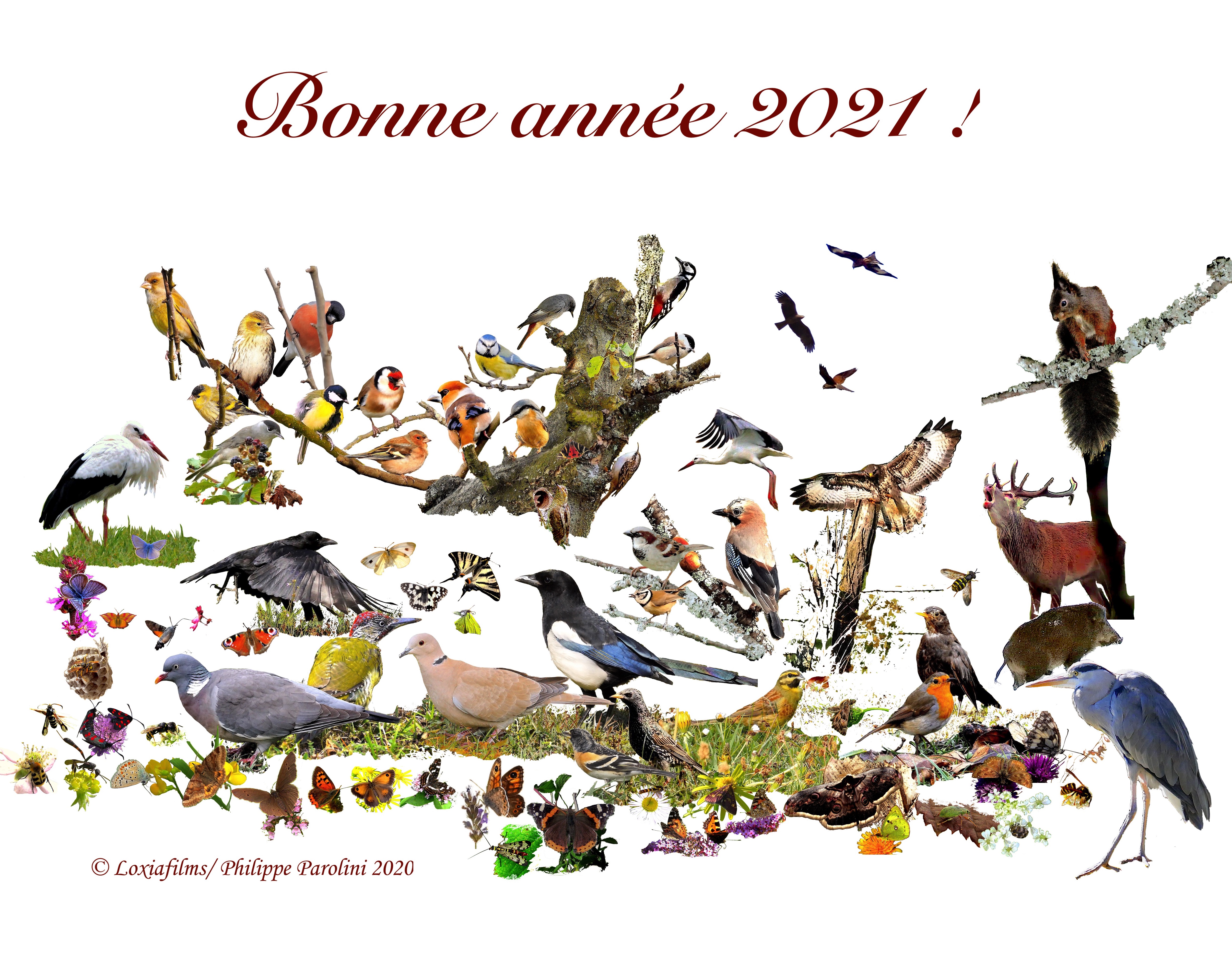 Bonne année 2021.jpg
