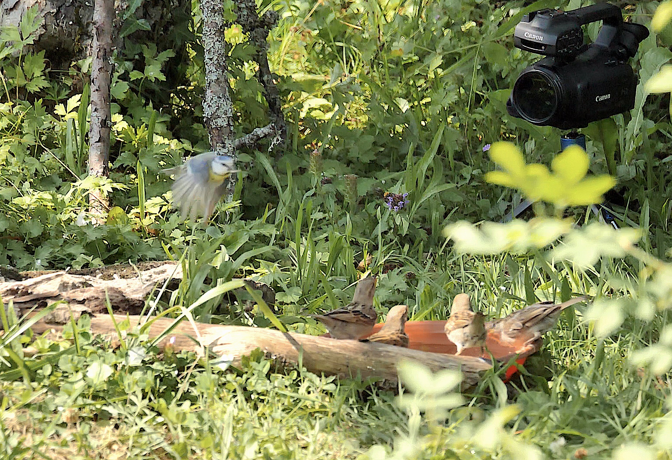 Canon aux oiseaux 01 - copie.jpg