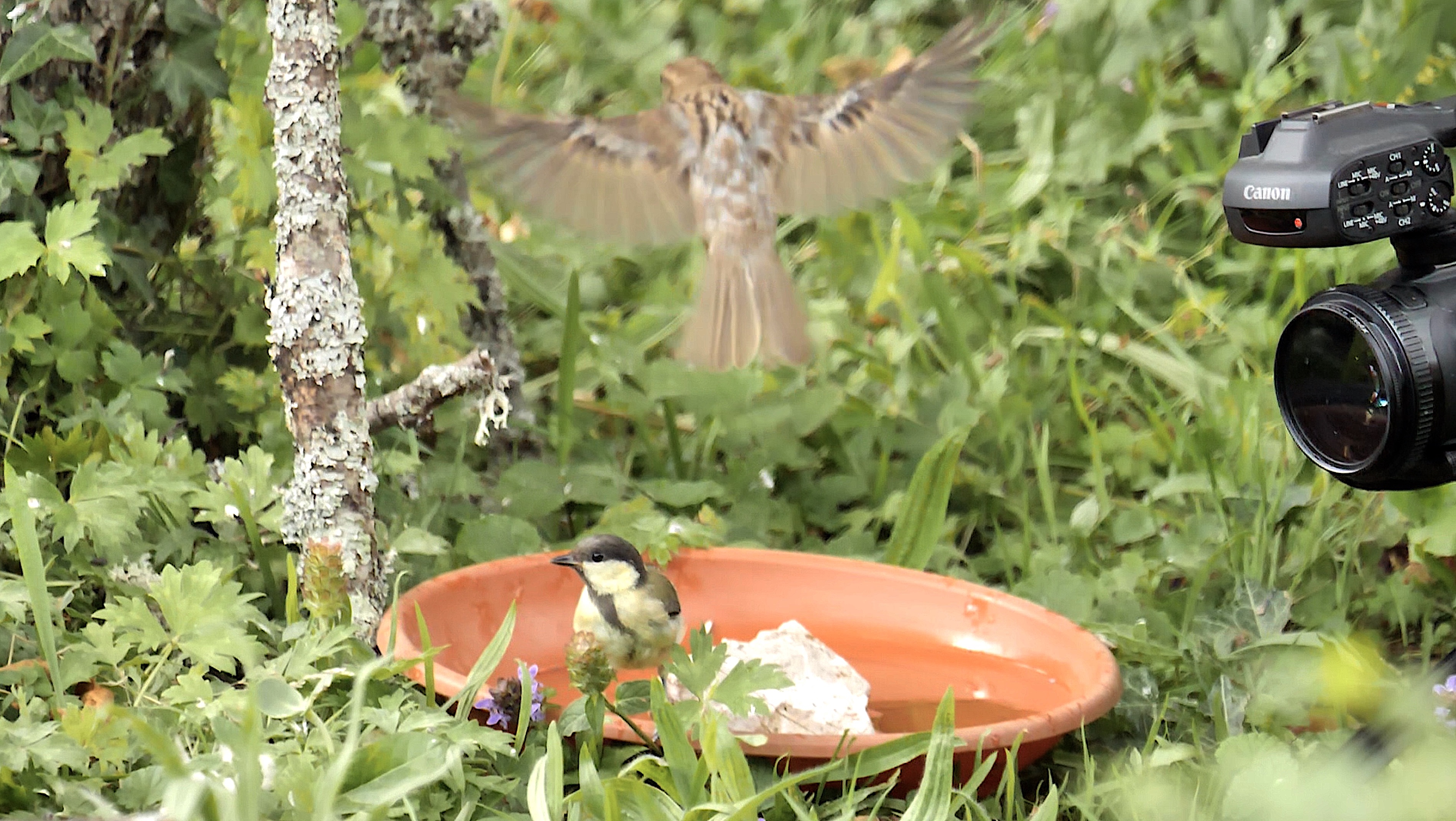 Canon aux oiseaux 02.jpg