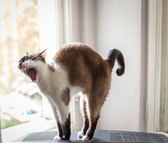cat-arching-back-istock-000026991210.jpg