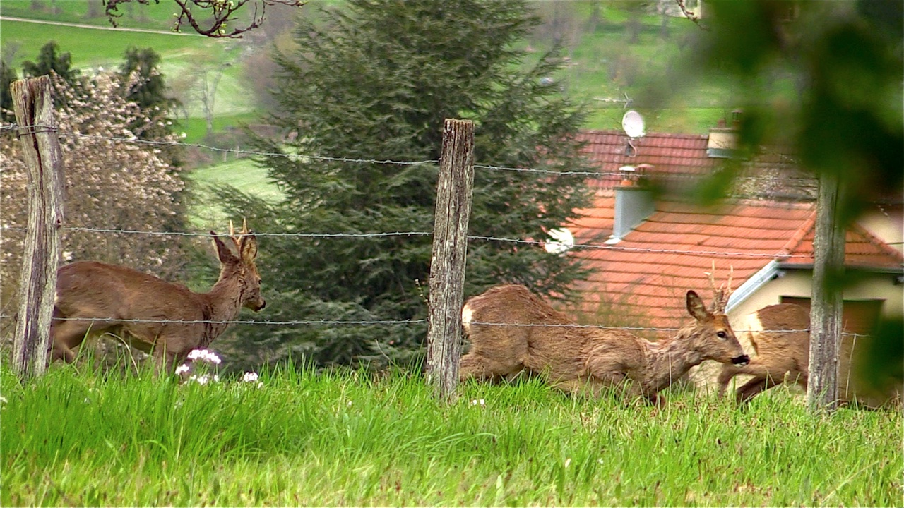chevreuils 05.jpg