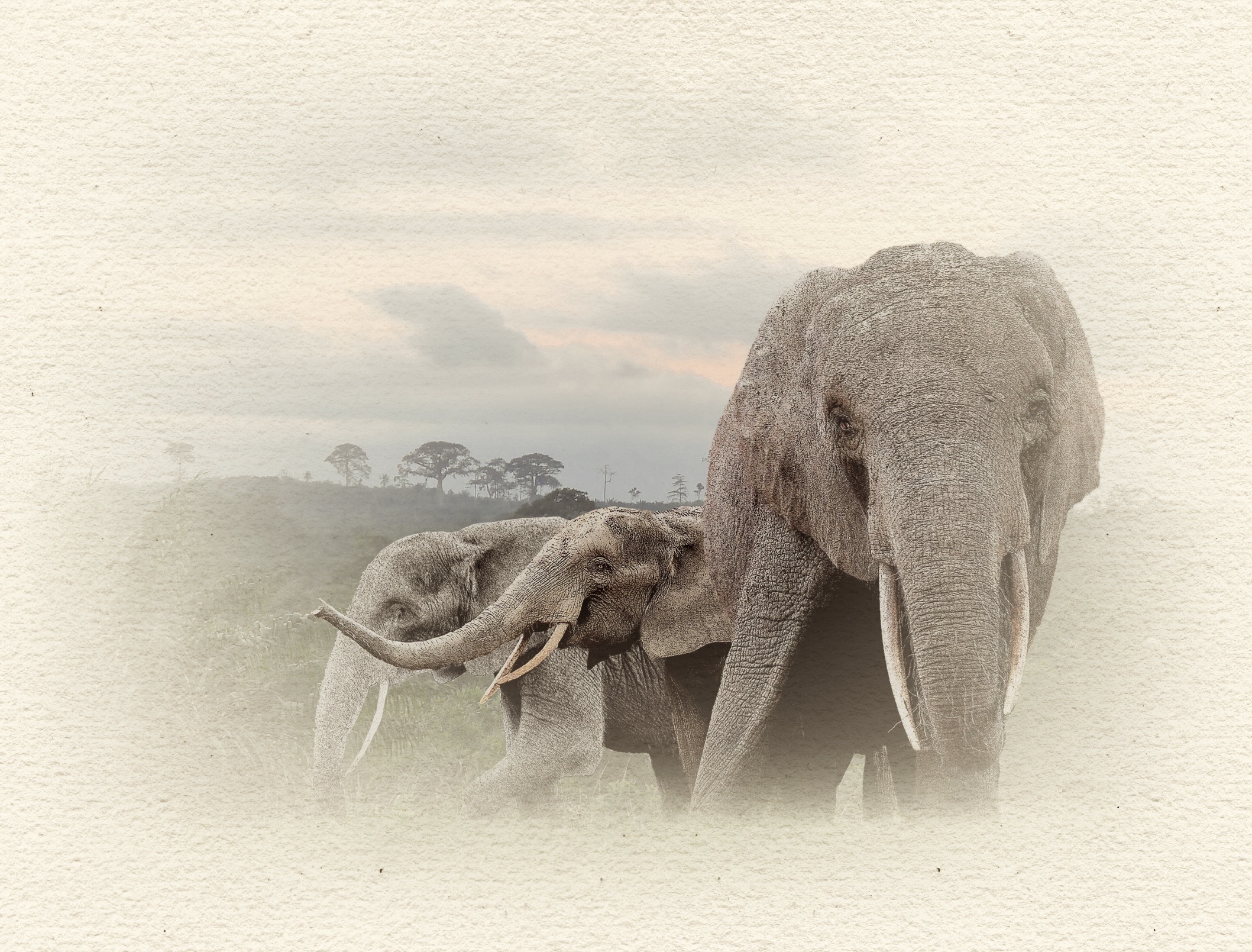 Eléphants 03 - N et B.jpg