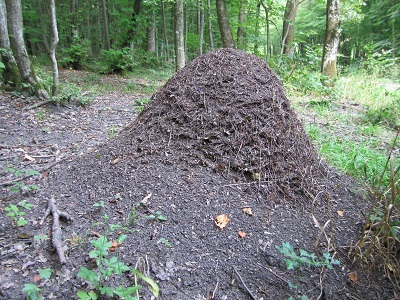 Fourmilière.jpg
