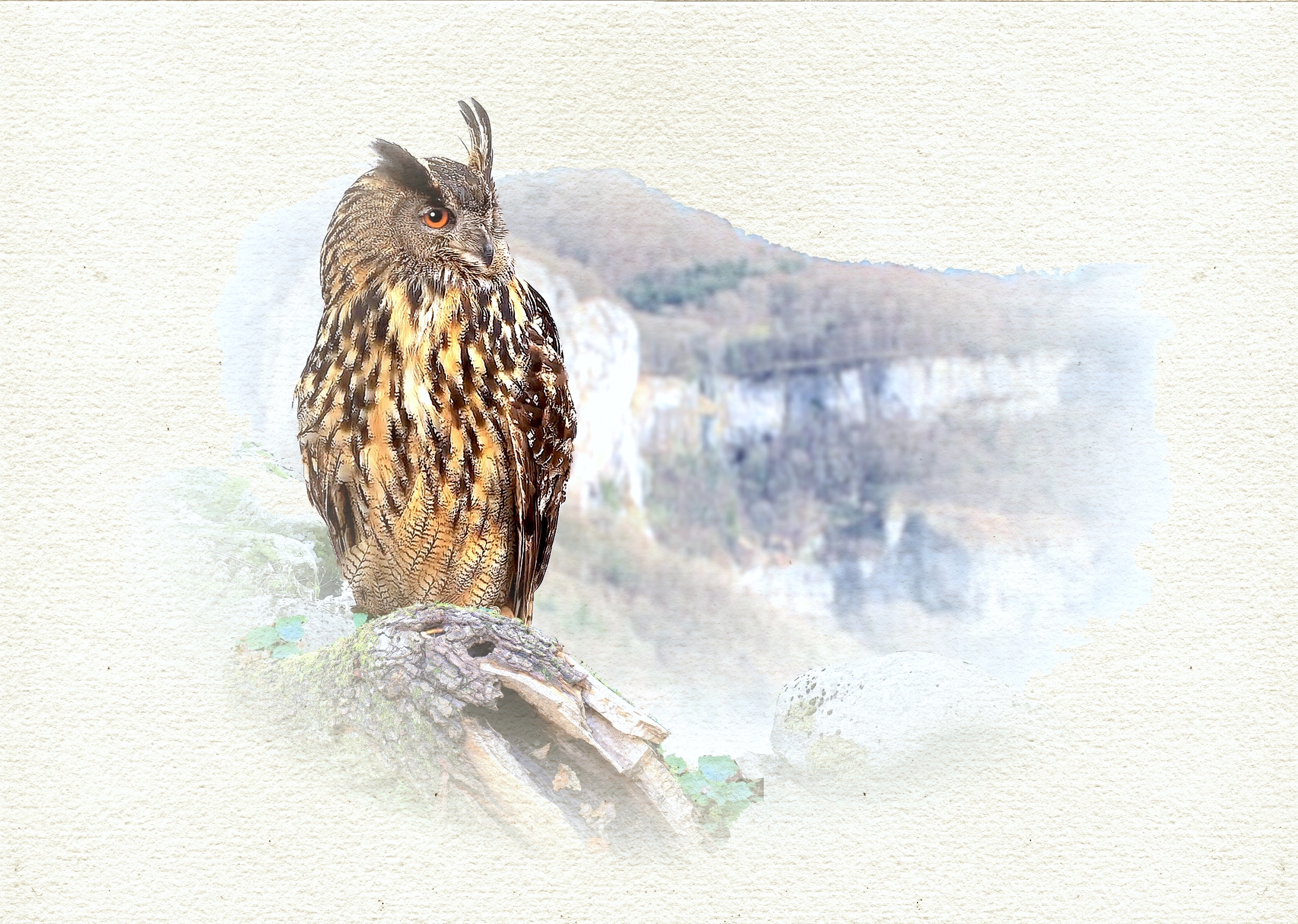 Grand-duc 09 dessin  2025.jpg