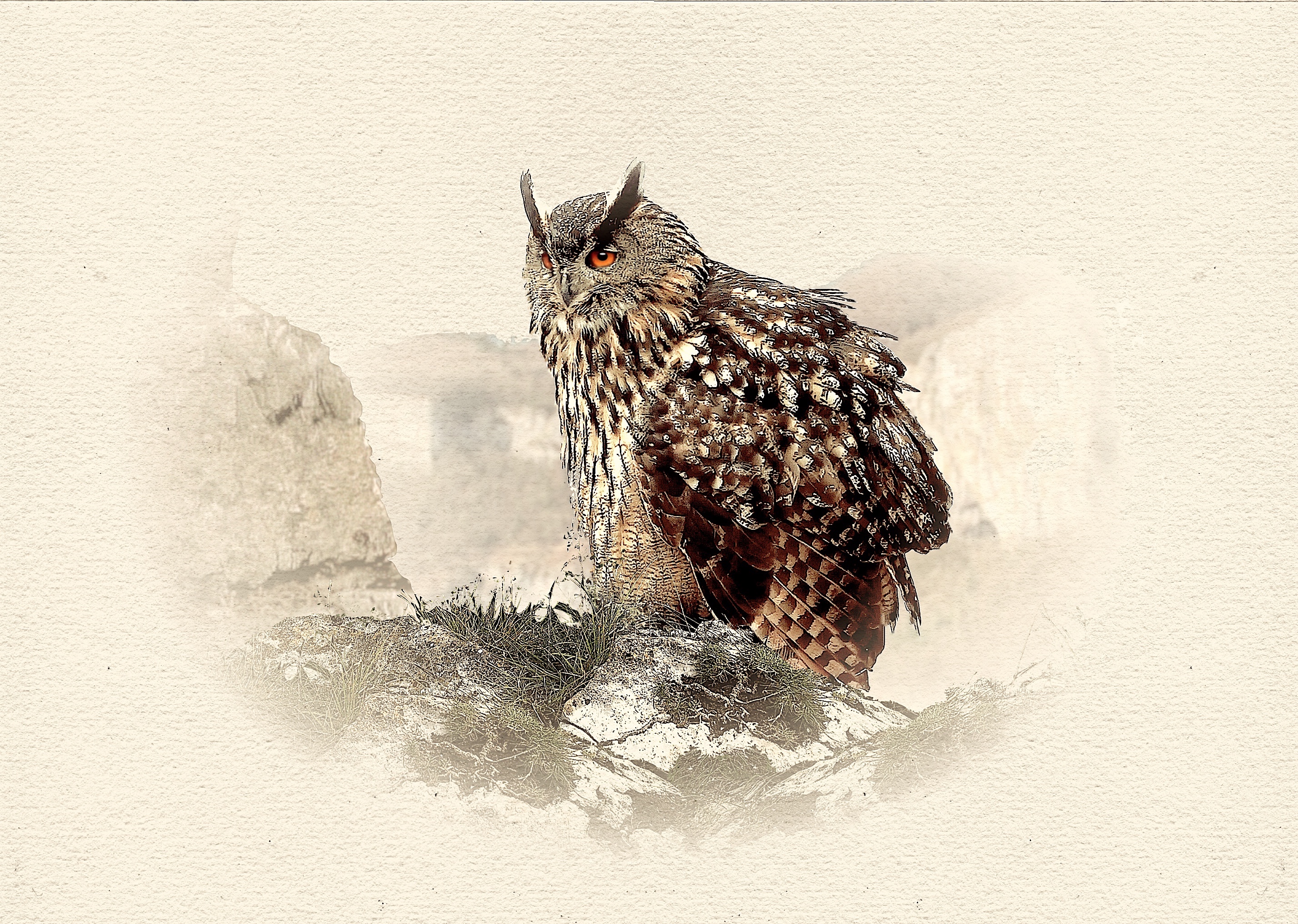 Grand-duc 10 dessin  2025 - N et B.jpg