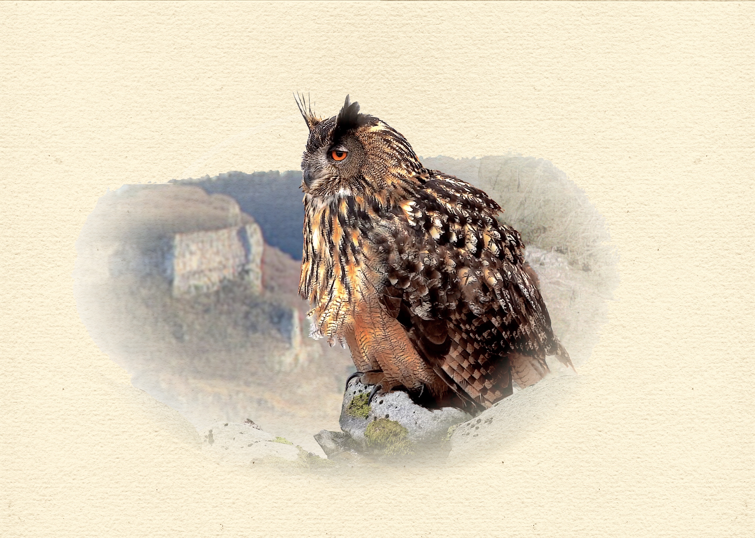 Grand-duc 11 dessin  2025.jpg