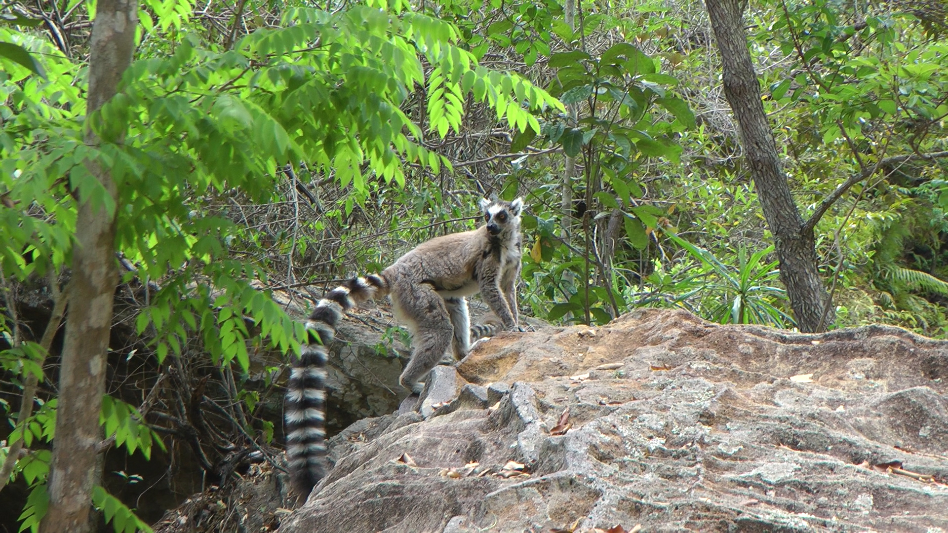 Lemur Maki Catta.jpg