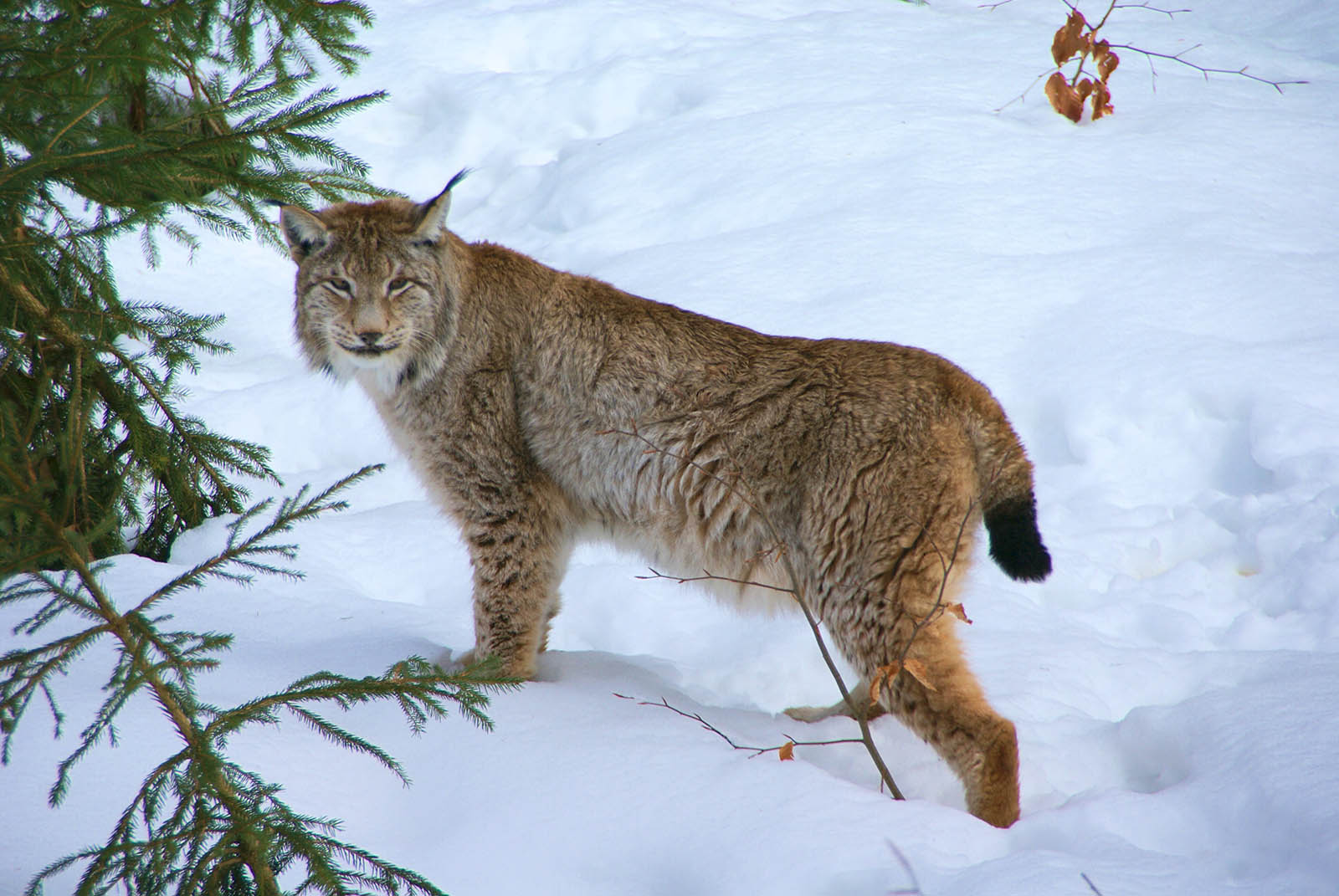 lynx-boreal-@aconcagua.jpg