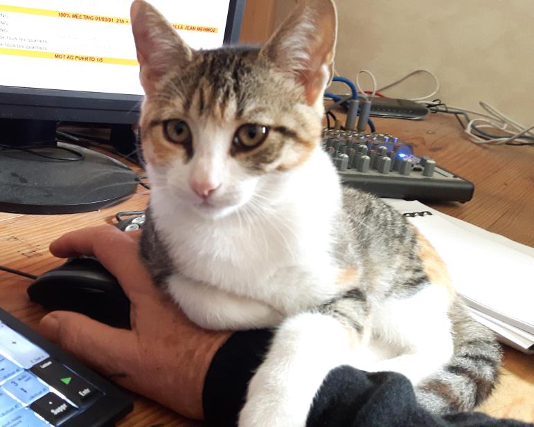 minette 1.jpg