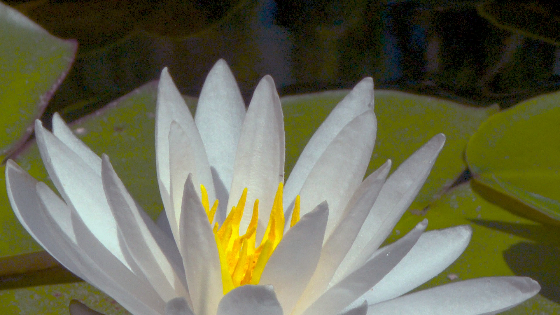 nenuphar_1.2.1_1.3.2_1.2.4.jpg