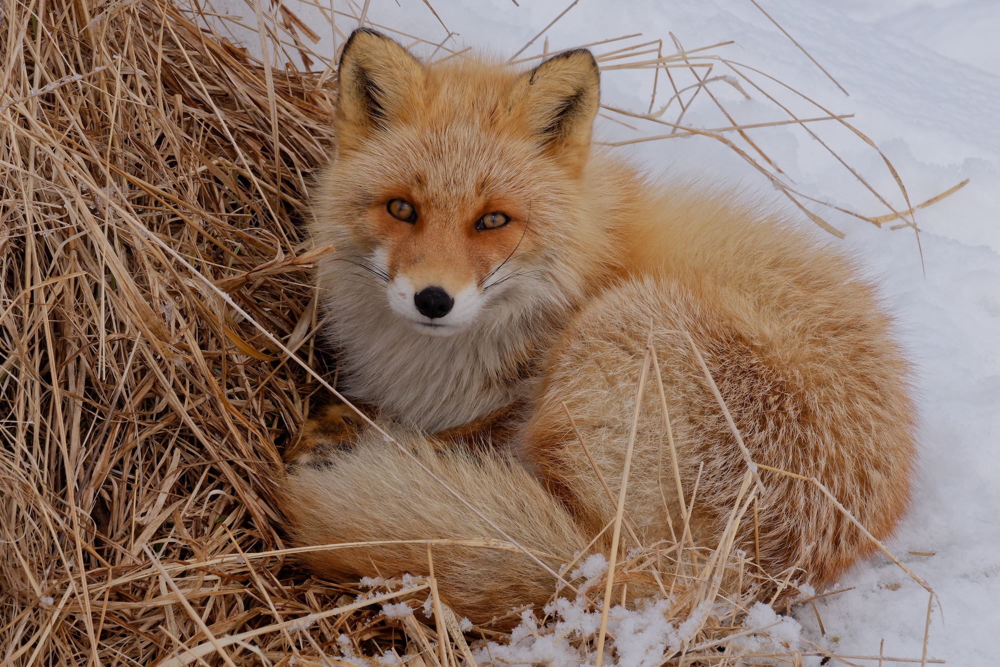 P1018252.jpeg - copie.jpeg