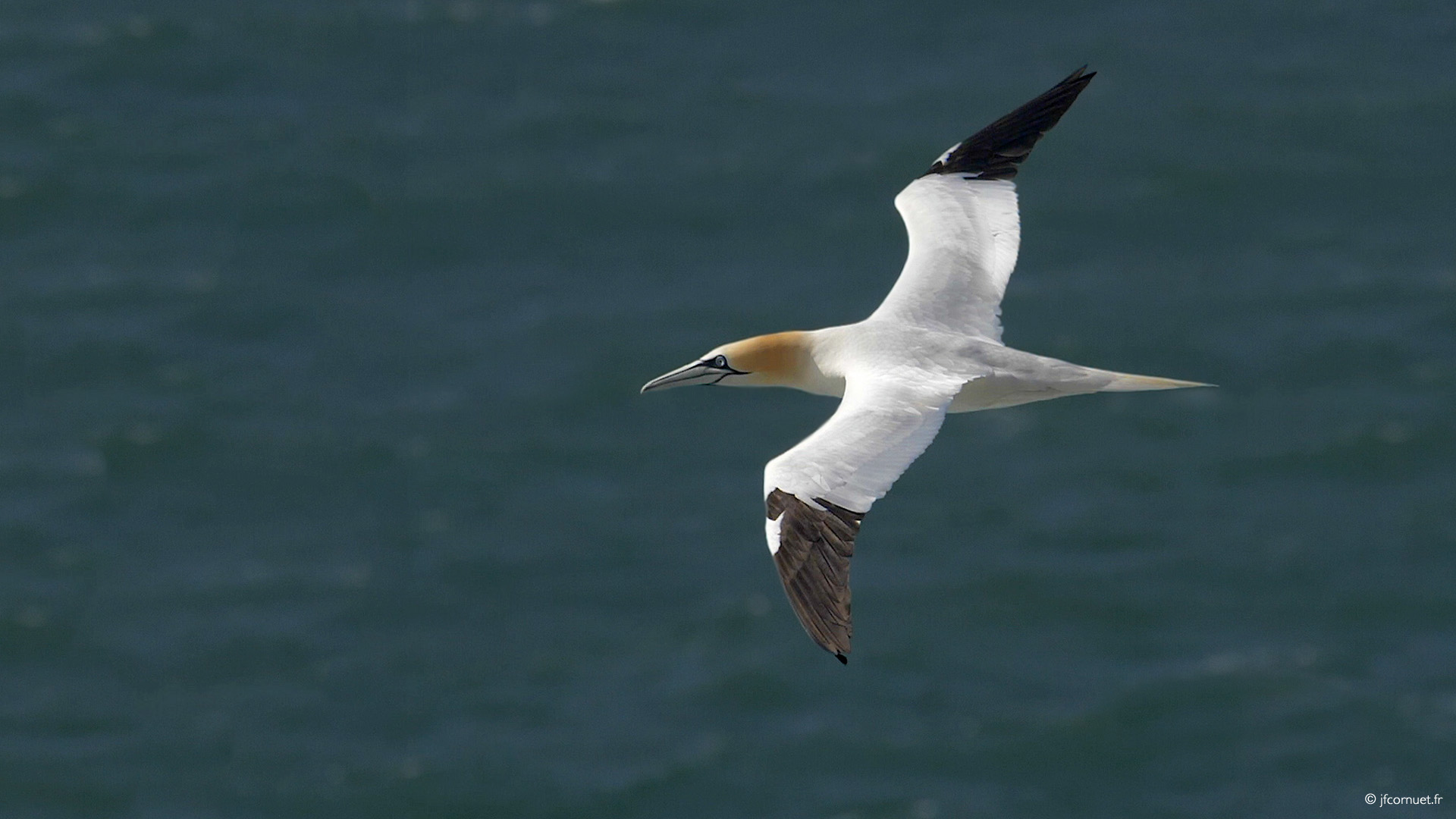 photo-extraite-video-fou-de-bassan (1).jpg