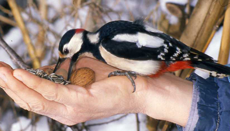pic-epeiche.jpg