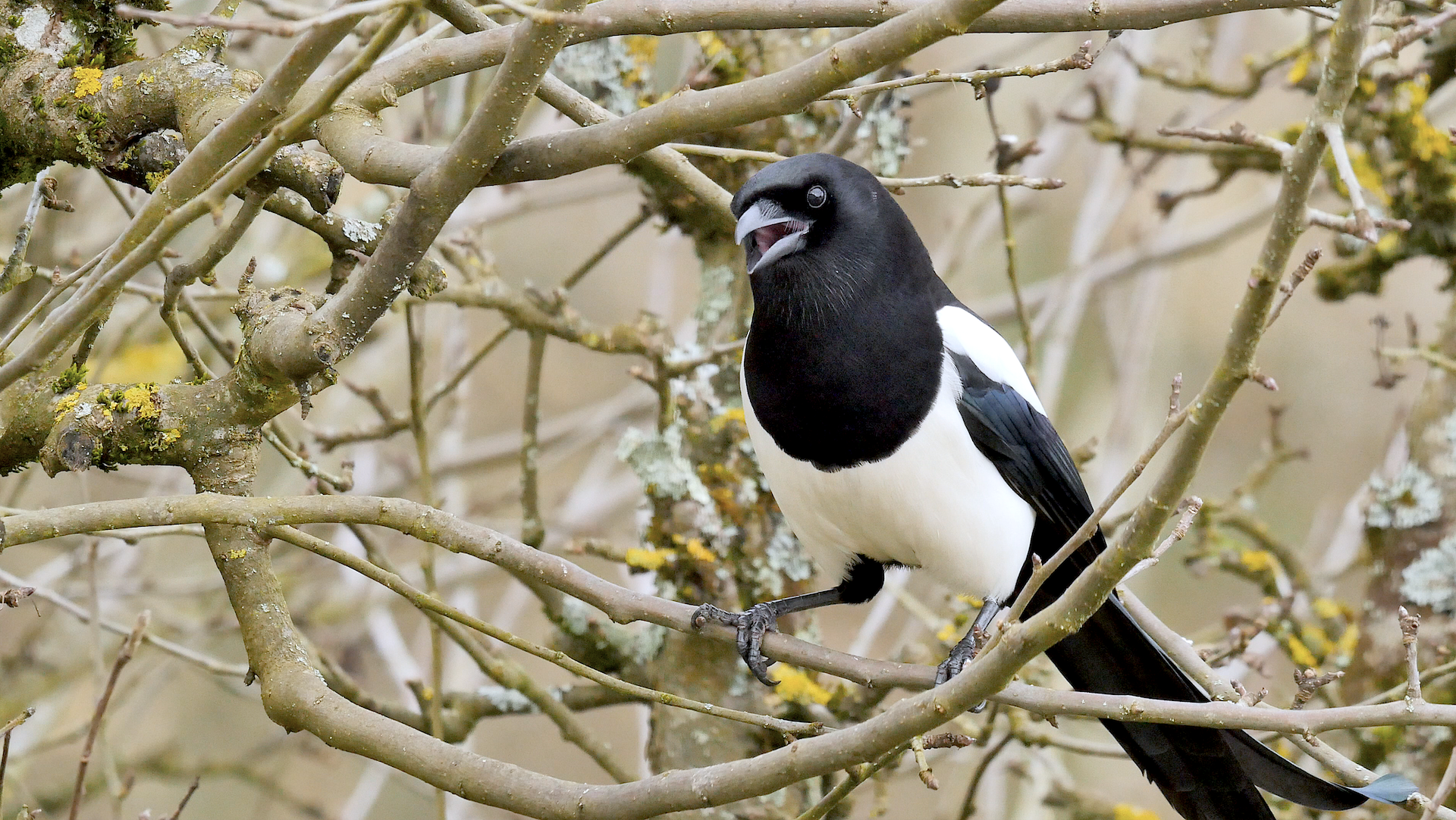 Pie bavarde 006 .png