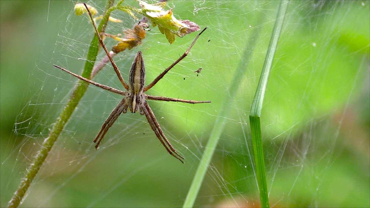 PISAURA MIRABILIS.jpg