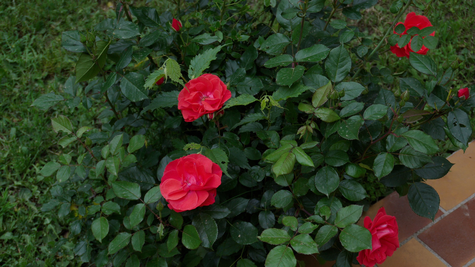 Rose avec LUT.jpg