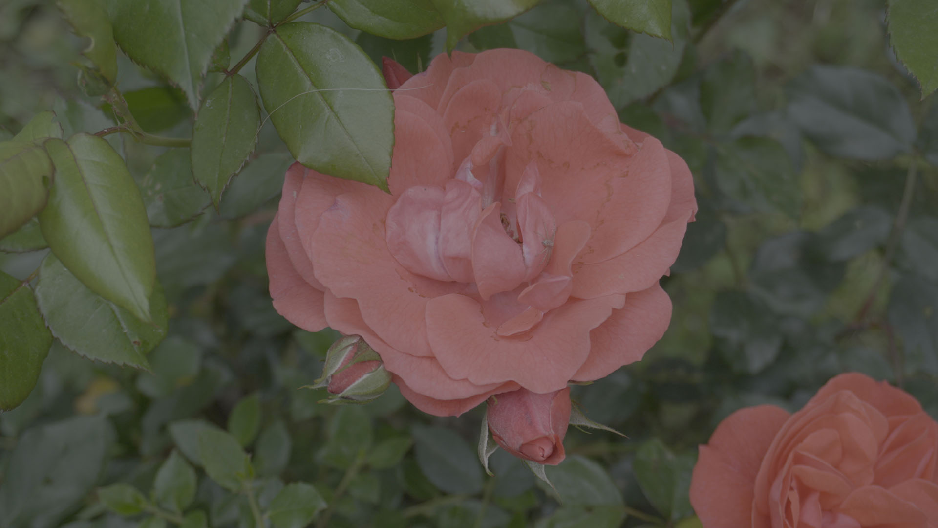 Rose2 LOG.jpg