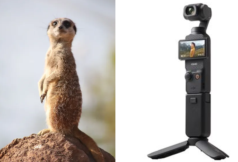 suricate - Copie.png
