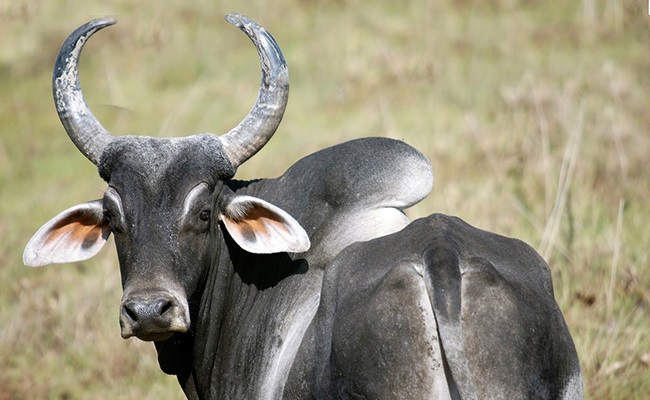 zebu-162624.jpg