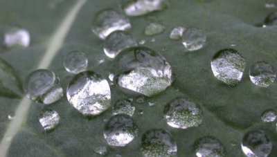 goutte-0138.jpg
