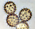 tournesol.jpg