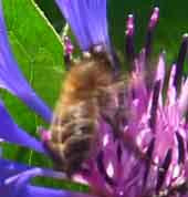 abeille2.rec6.jpg