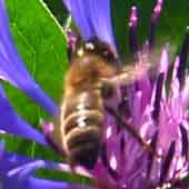 abeille3rec6.jpg