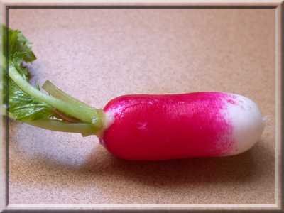 radis_400.jpg