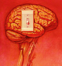 brain.jpg