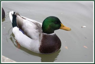 canard371.jpg