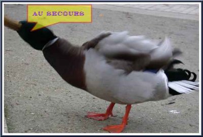 canard21.jpg