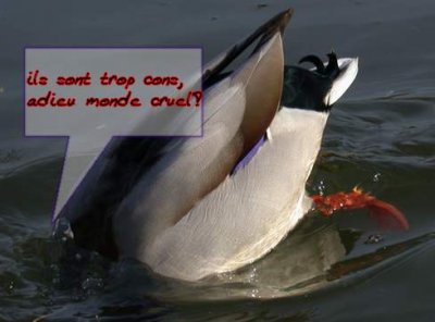 canard942-noye.jpg
