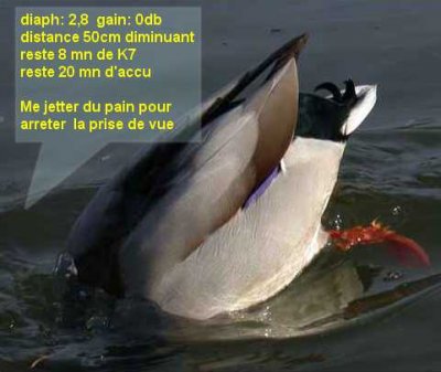 canard-vidéaste.jpg
