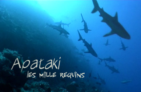 requin3.jpg