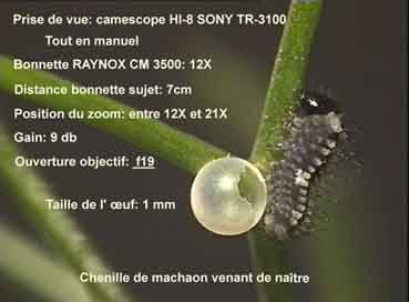 chenaissoeuf+titresrr0j.jpg
