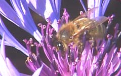 une  abeille 239x5,29-3.jpg