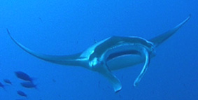 manta.jpg