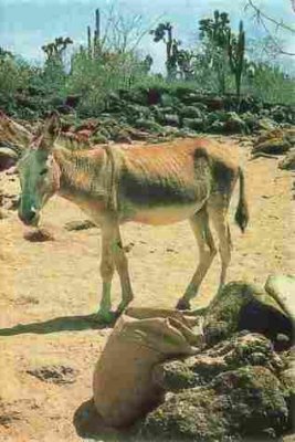 ane et pas jean bernier.jpg