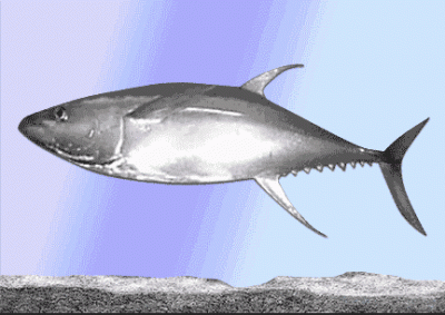 poisson.gif
