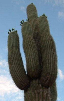 cactus.jpg