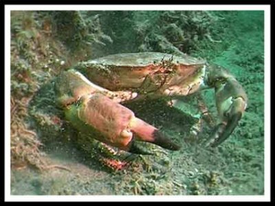 crabe.jpg