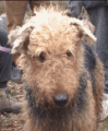 pulcani.gif