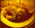 test.gif