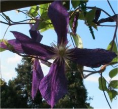fleur.jpg