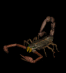 images_69.gif