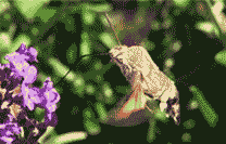 ravitaillement1g2.gif