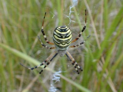 argiope-brunecchi-web.jpg